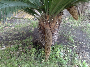 Altra Cycas incognita?  No, Cycas revoluta